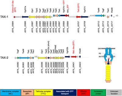 Characterization of the Achromobacter xylosoxidans Type VI Secretion System and Its Implication in Cystic Fibrosis